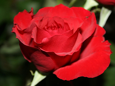 Deguisement Mariage Anniversaire Bapteme A Petit Prix Les