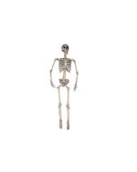 Squelette - 165 cm