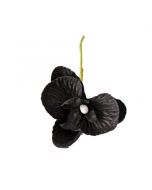10 Orchidées couleur noire