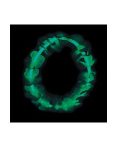 Collier Hawaï - lumineux