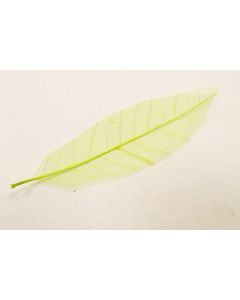 Lot 12 feuilles squelettes Anis