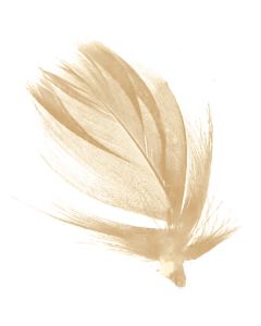 Boite de plumes - ivoire