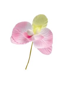 Orchidée rose bord vert