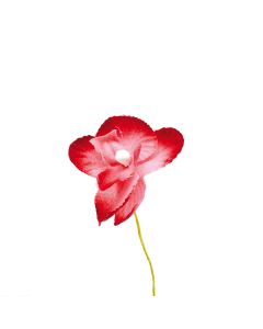 Orchidée vieux rose dégradé