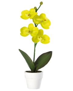 Orchidée  - Vert