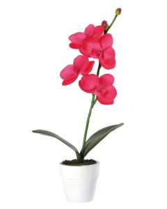 Orchidée - Fuchsia