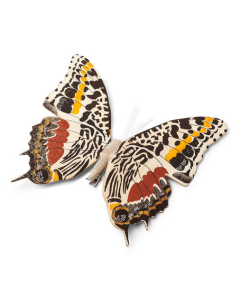 Papillon sur pince motif safari - 18 cm
