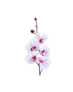 Orchidee blanche et fuchsia