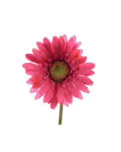 gerbera fuchsia