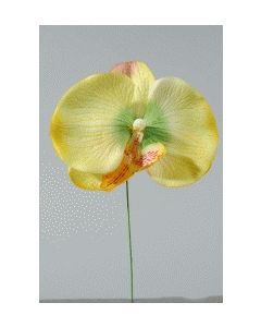 12 Orchidées sur pique - jaune