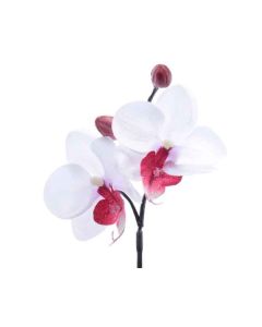 mini orchidee blanc fuchsia