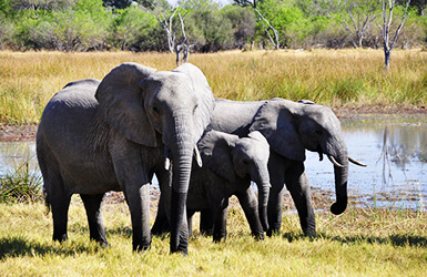 deco anniversaire animaux safari